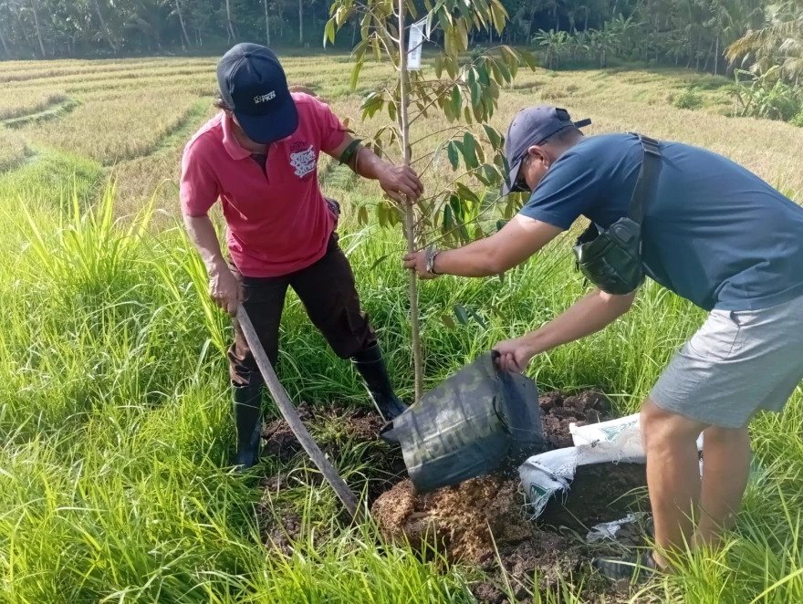 Kegiatan Penanaman Bibit Pohon Durian Kantor Desa Timpag